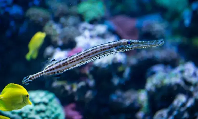 Największe oceanarium nad morzem - odkryj fascynujący świat podwodny