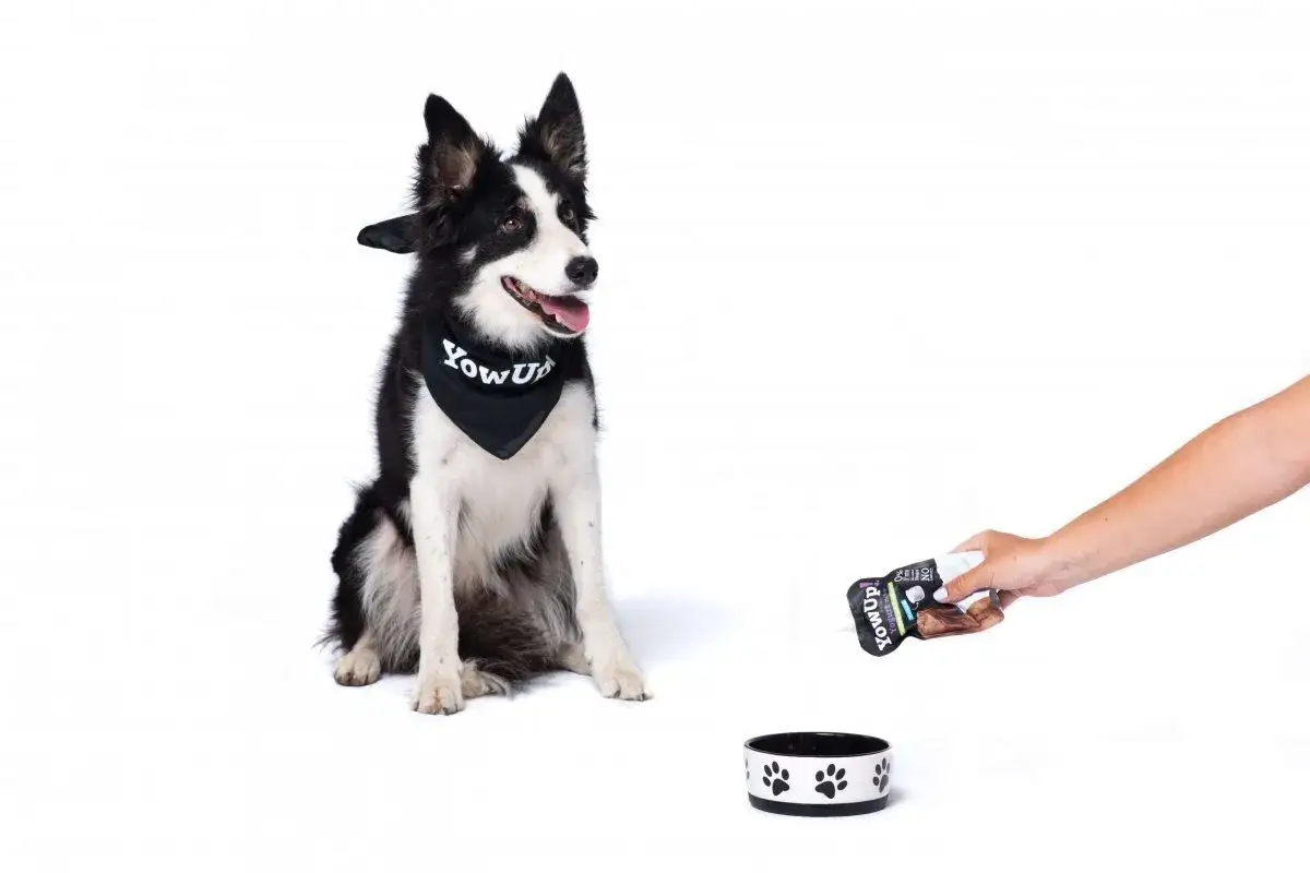 Czy pies może jeść jogurt naturalny bez laktozy? Border collie w bandanie YowUp czeka na przysmak.