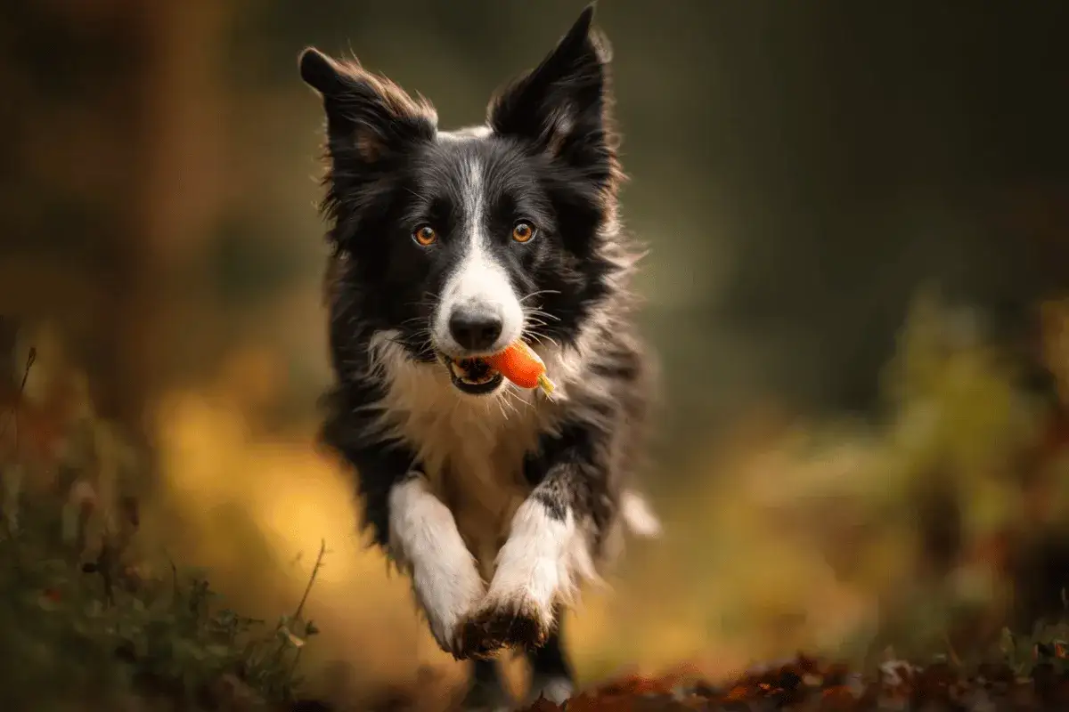 Radosny pies rasy border collie biegnie przez jesienny las z marchewką w pysku. Czy pies może jeść codziennie marchew?