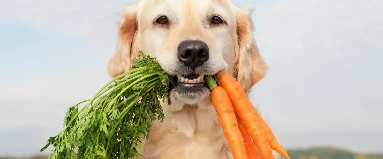 Złoty retriever z pękiem marchewek w pysku. Czy pies może jeść codziennie marchew? Ten psiak zdaje się być na tak!
