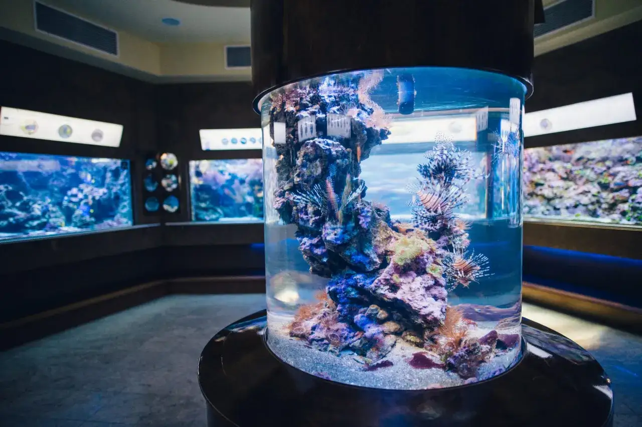 Wielka, cylindryczna akwarium z rybami-lwiogrzbietami i koralowcami. W tle inne akwaria. Które lepsze oceanarium gdańsk czy gdynia?
