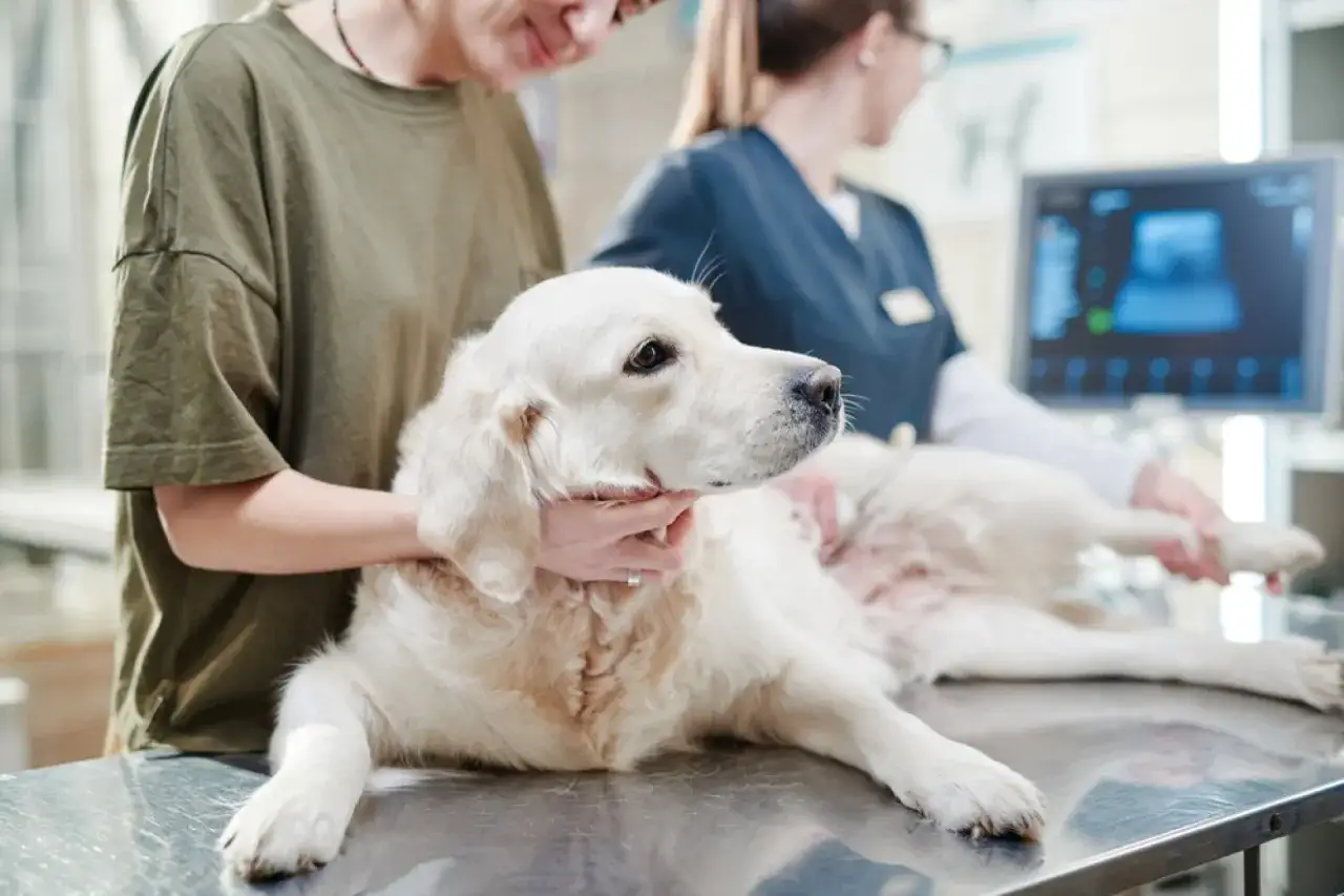 Zastanawiasz się, ile kosztuje badanie psa u weterynarza? Złoty retriever na stole, weterynarz i technik analizują wyniki USG.