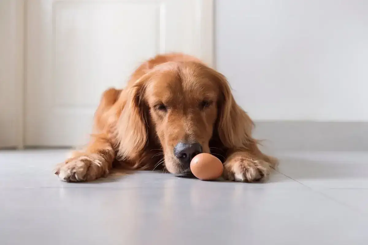 Złoty retriever leży na podłodze, badając nosem jajko. Czy jajko jest zdrowe dla psa?