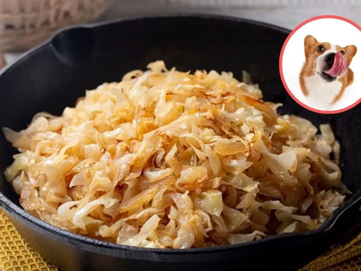 Czy pies może jeść kapustę kiszoną? Wesoły corgi oblizuje się na widok tej potrawy.