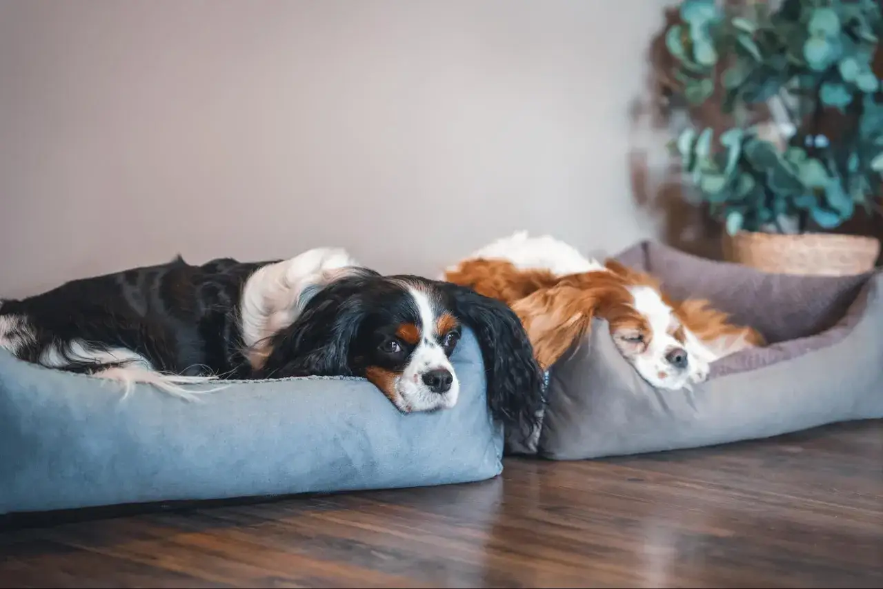 Dwa psy rasy Cavalier King Charles Spaniel leżą w swoich legowiskach. Może to być odpowiedź na pytanie, dlaczego pies nie chce ze mną spać.