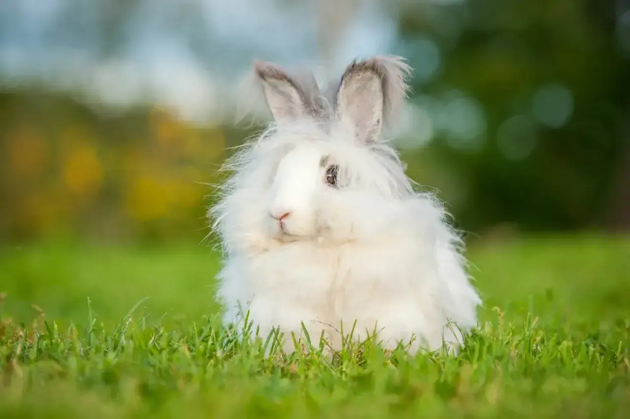 Puszysty królik angora siedzi na trawie. Ciekawe, ile żyje królik angora, bo ten wygląda na bardzo długowiecznego.