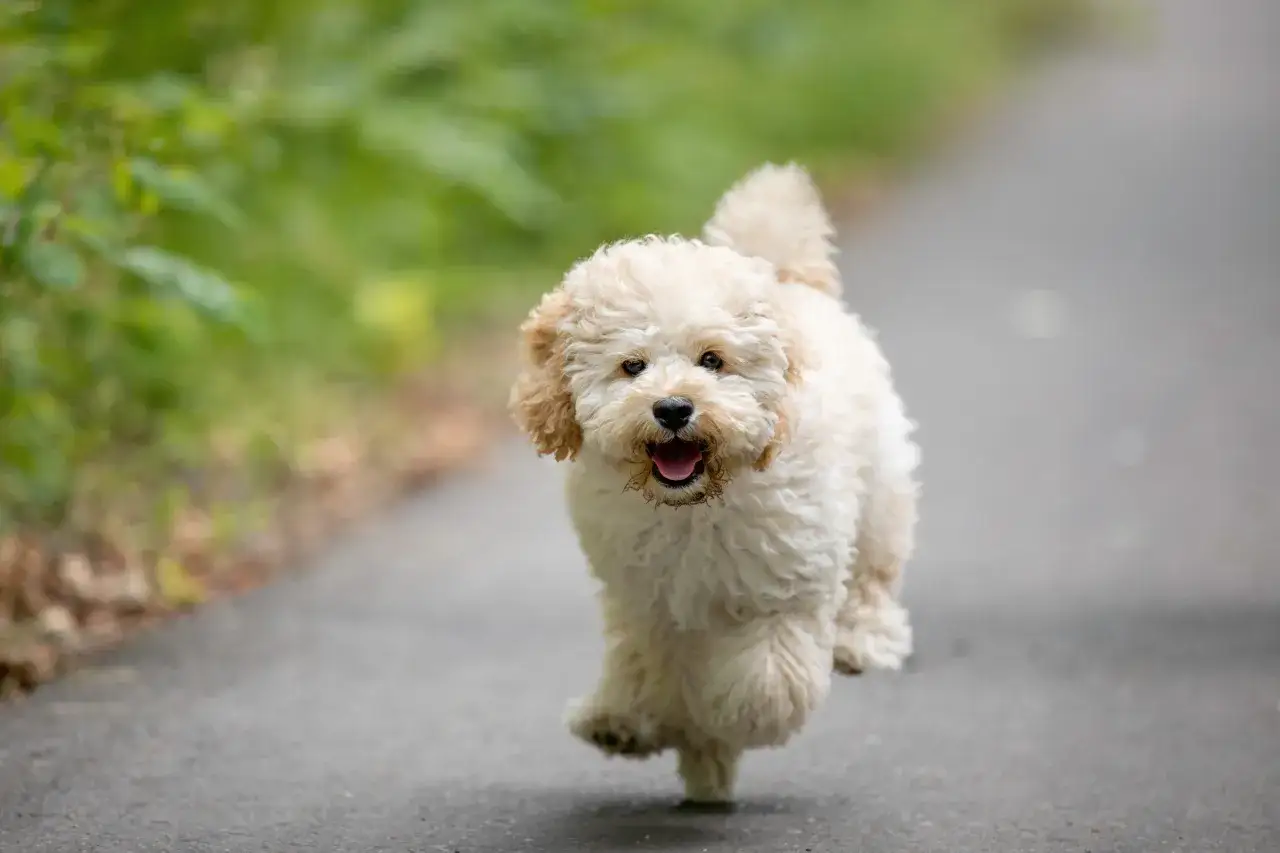 Radosny maltipoo biegnie po ścieżce, machając ogonkiem.
