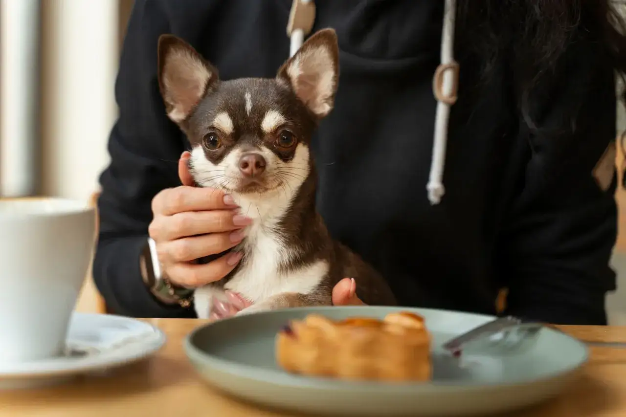 Chihuahua patrzy na ciastko, zastanawiając się, czy pies może jeść cukier.