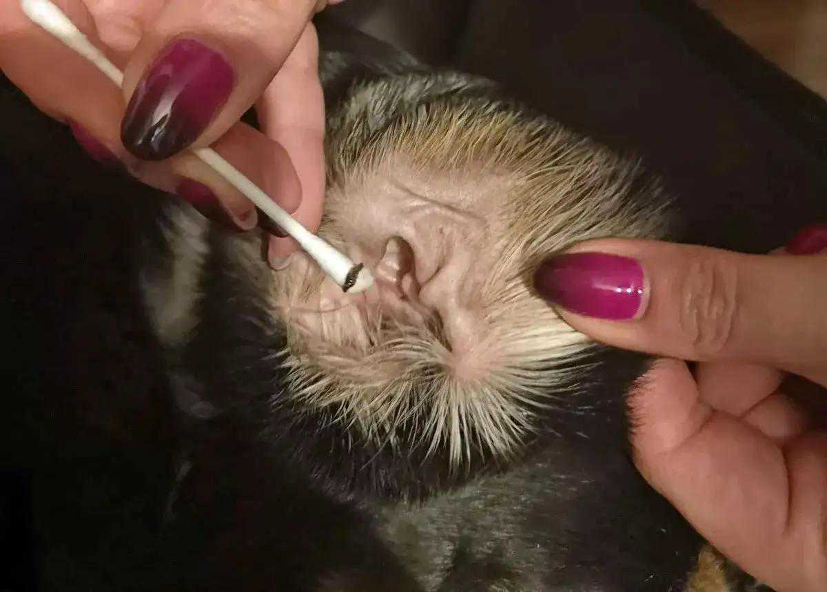 Czyszczenie ucha psa z objawami chorób uszu. Widać ciemną wydzielinę na patyczku.