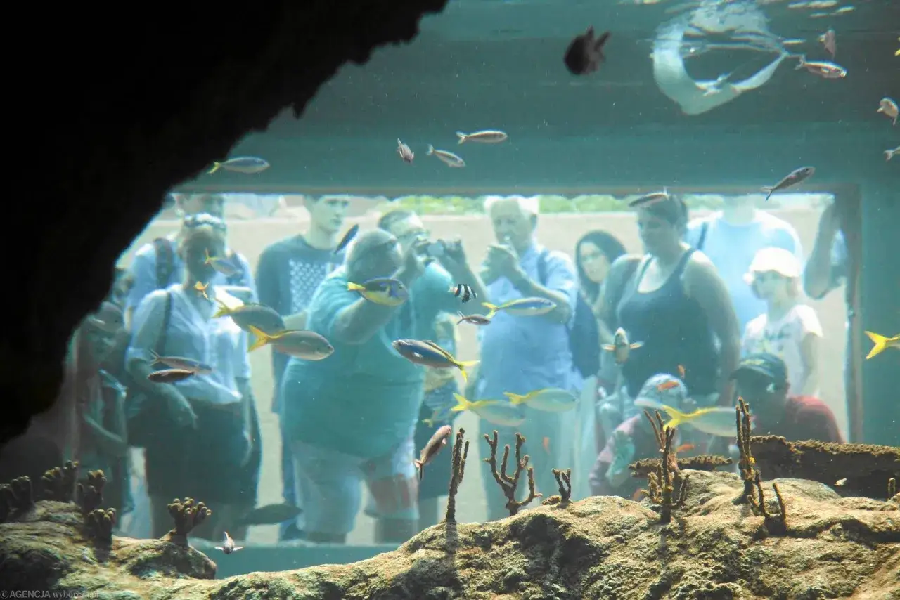 Zdjęcie Największe oceanaria w Polsce: odkryj unikalne atrakcje morskie