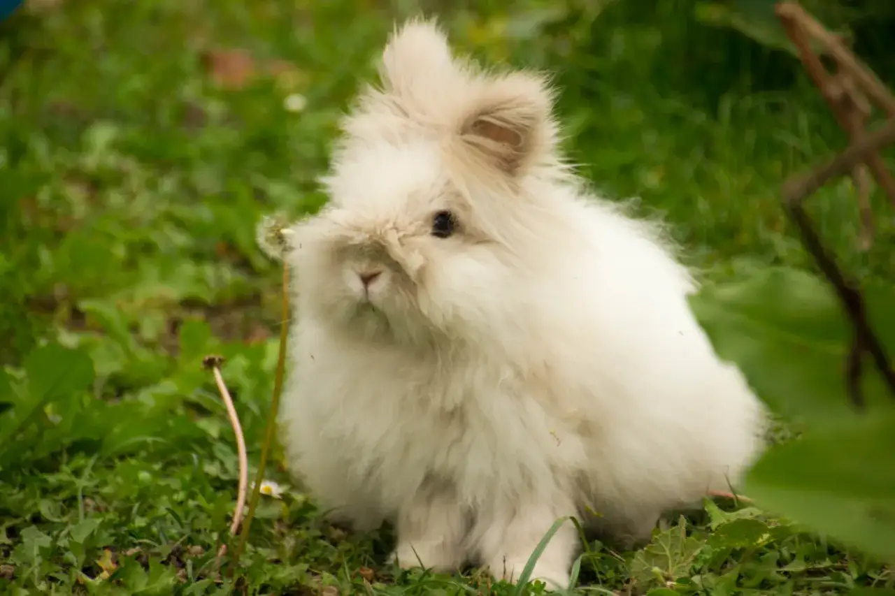Puszysty królik angora siedzi na trawie. Ciekawe, ile żyje królik angora, bo ten wygląda na bardzo młodego.