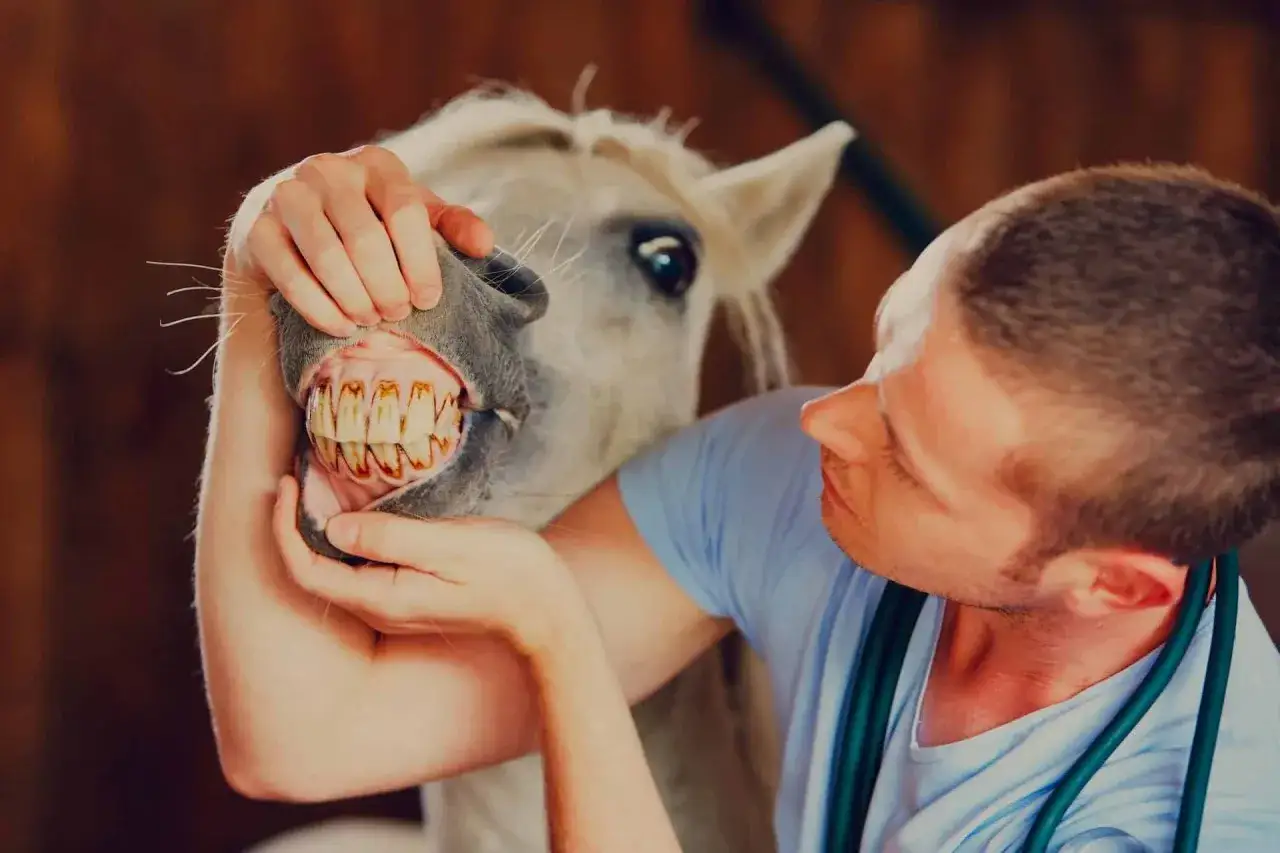 Weterynarz bada zęby konia. Dowiedz się, ile kosztuje badanie TUV konia i jego uzębienia.
