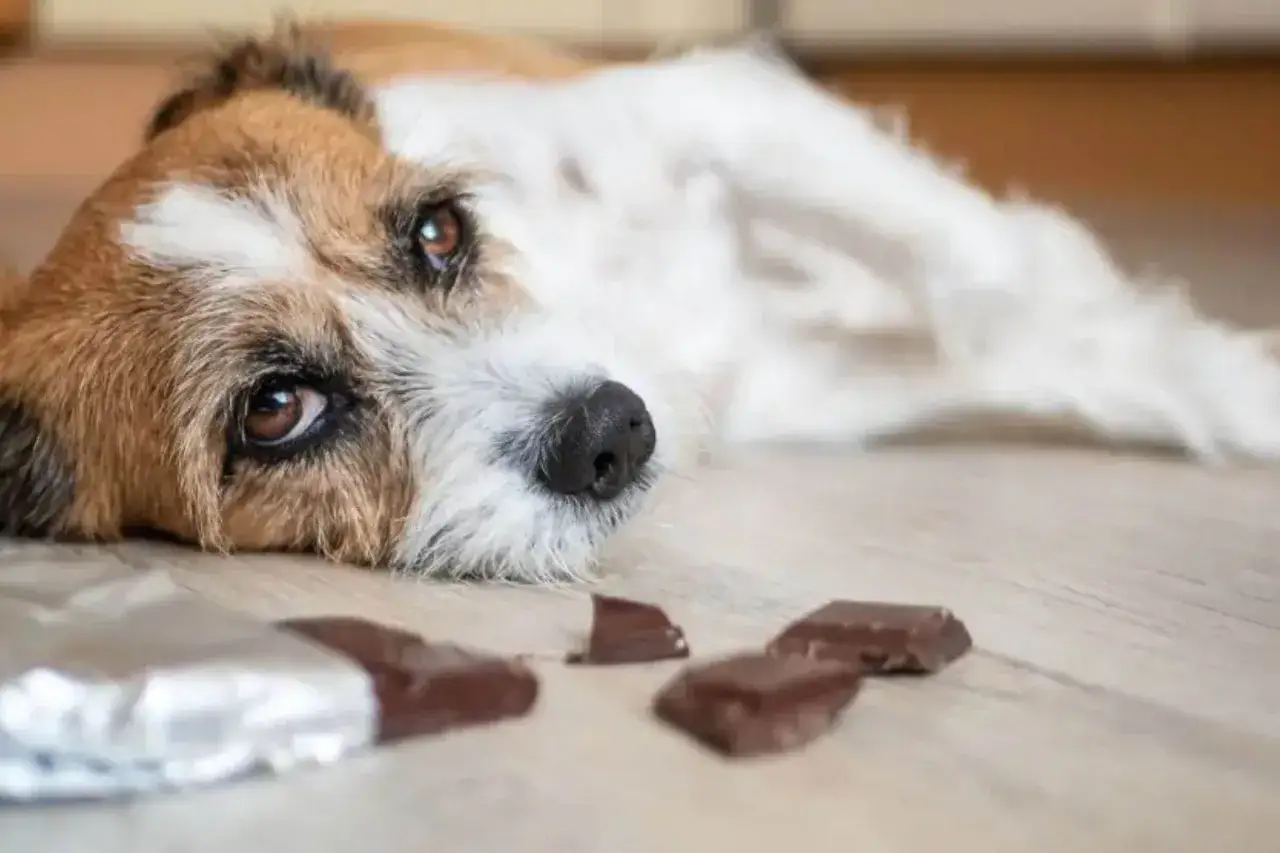 Smutny piesek leży obok rozpakowanej czekolady. Czy pies może jeść cukier? To pytanie, na które odpowiedź jest ważna dla zdrowia pupila.