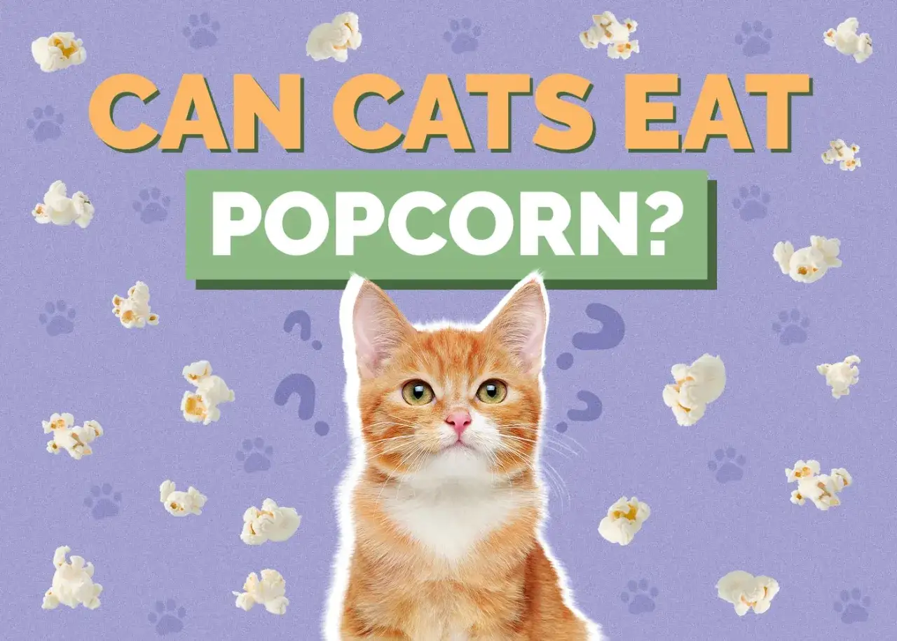 Zdjęcie Czy koty mogą jeść popcorn? Odkryj niebezpieczeństwa i zasady