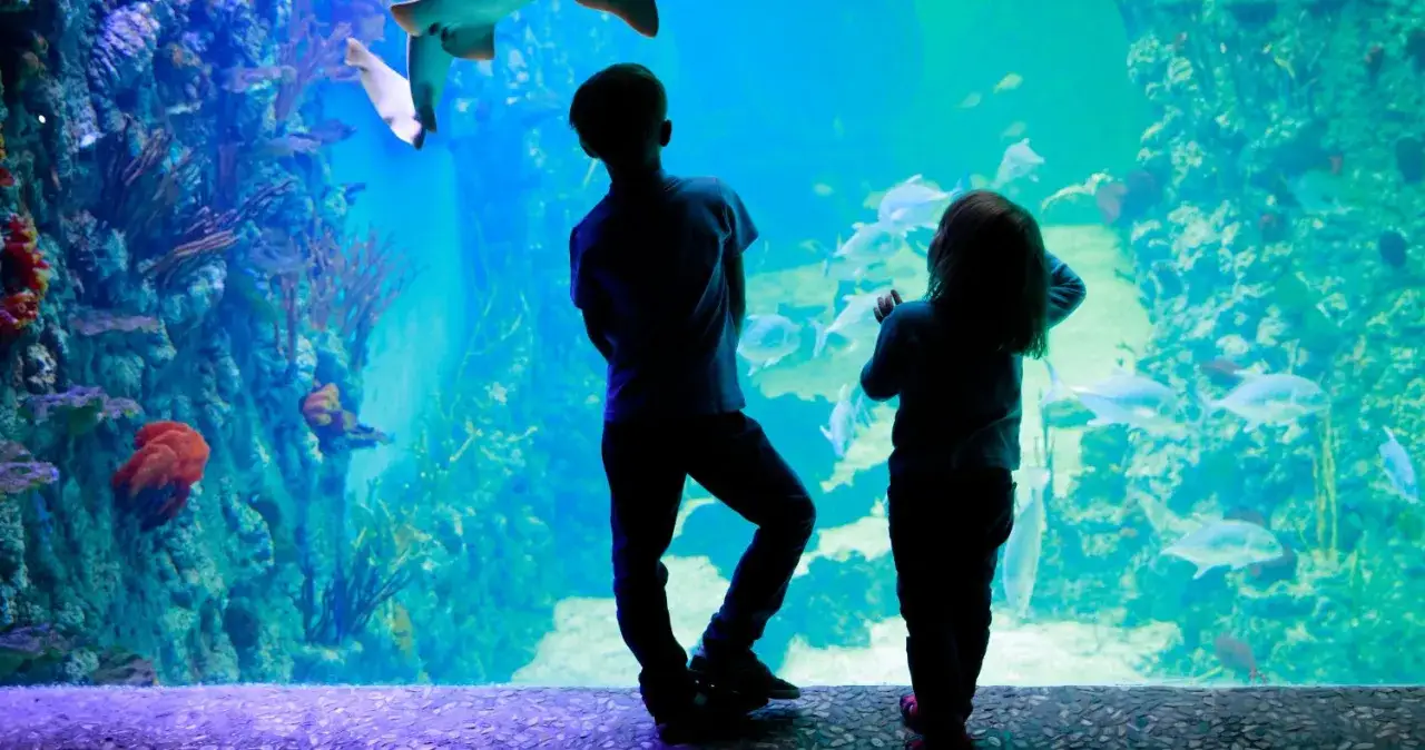 Zdjęcie Gdynia atrakcje oceanarium: co warto zobaczyć i przeżyć?