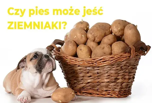 Zdjęcie Czy psy mogą jeść surowe ziemniaki? Dowiedz się o zagrożeniach zdrowotnych