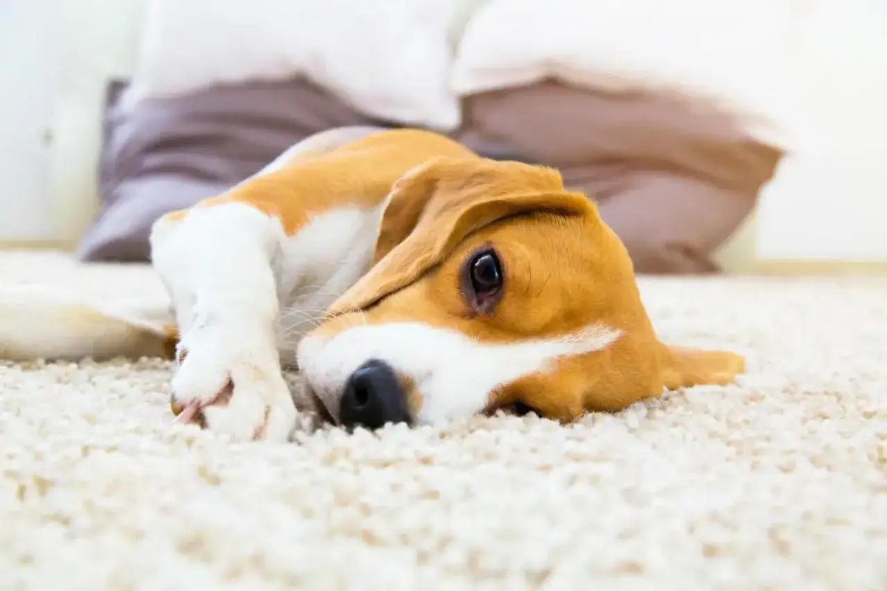 Uroczy beagle leży na dywanie, zastanawiając się, czy pies może jeść skyr.