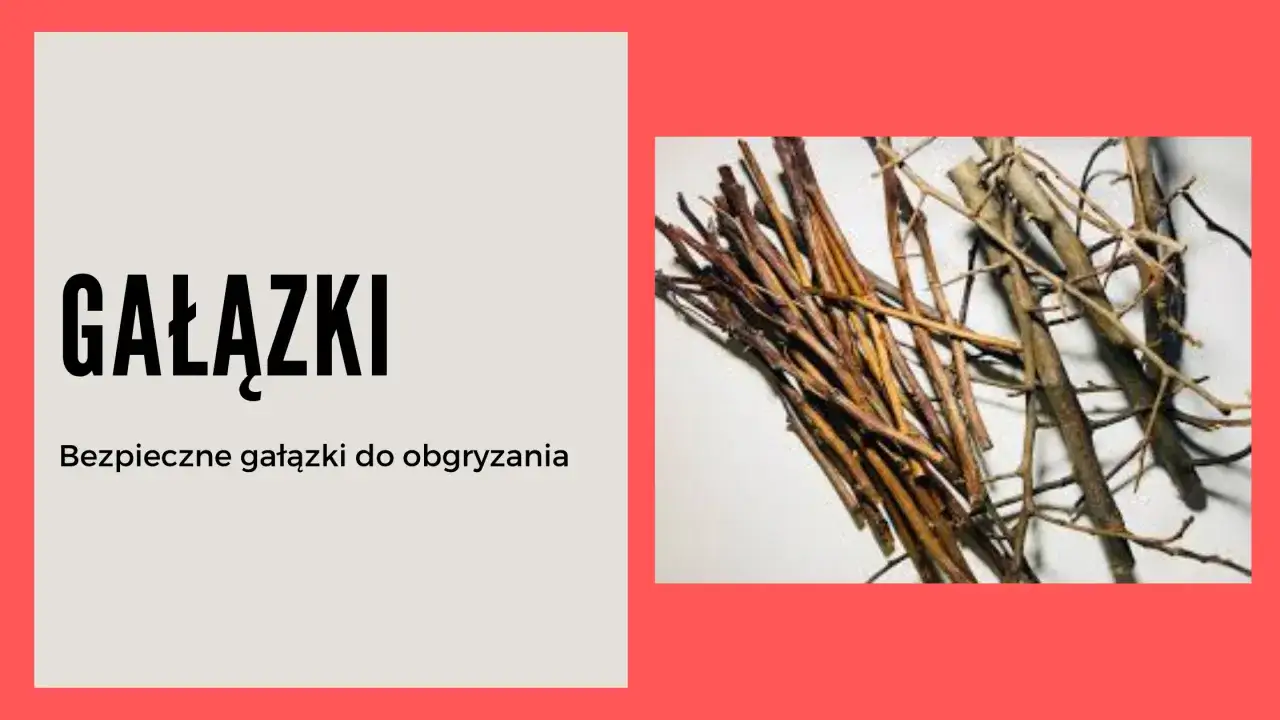 Gałązki brzozy to bezpieczny przysmak dla królika.