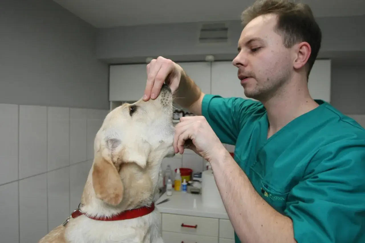 Weterynarz w przychodni Vetamicor bada zęby labradora. Piesek jest spokojny, a lekarz delikatnie sprawdza jego uzębienie.