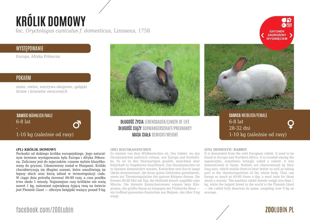 Szary i biały królik na trawie. Samiec żyje 6-8 lat, samica 6-8 lat.