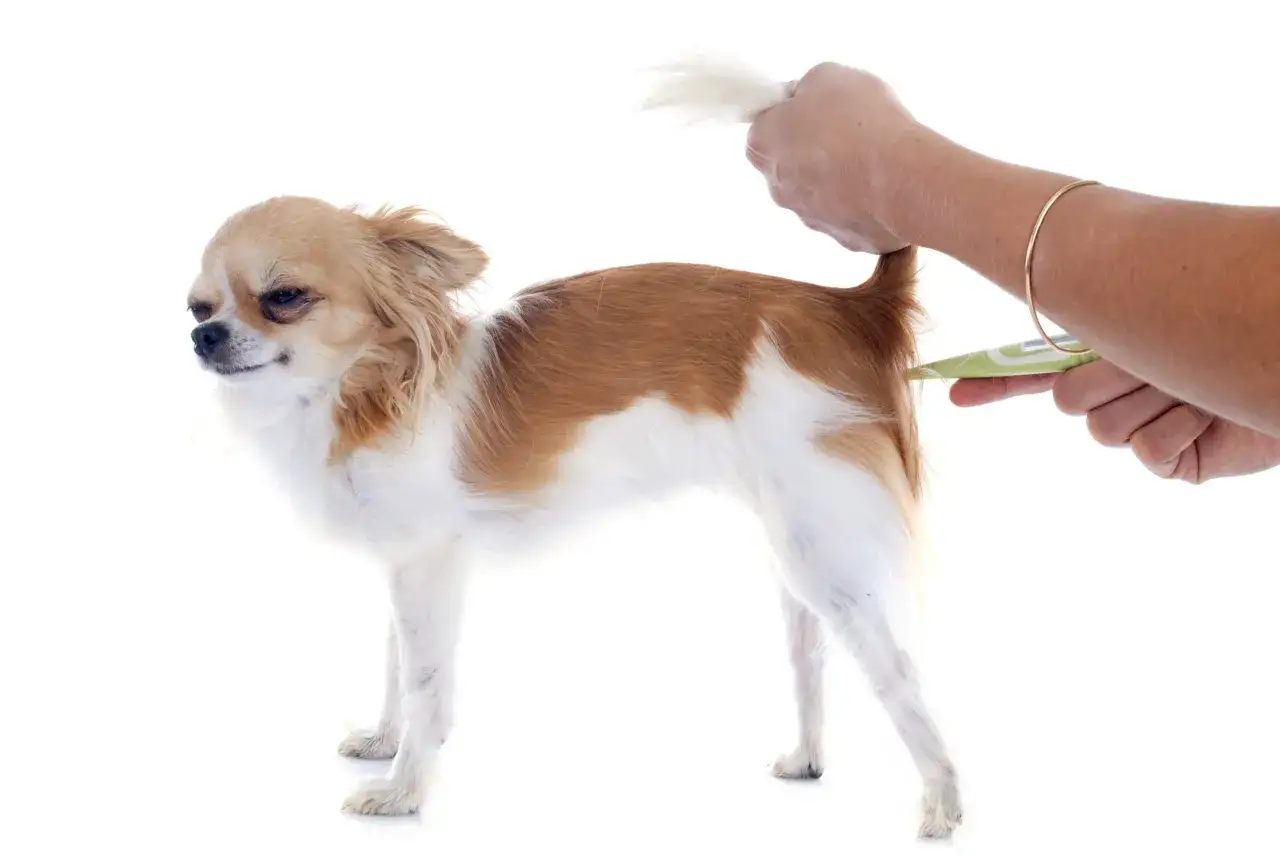 Chihuahua z podniesionym ogonem, któremu mierzy się temperatura.