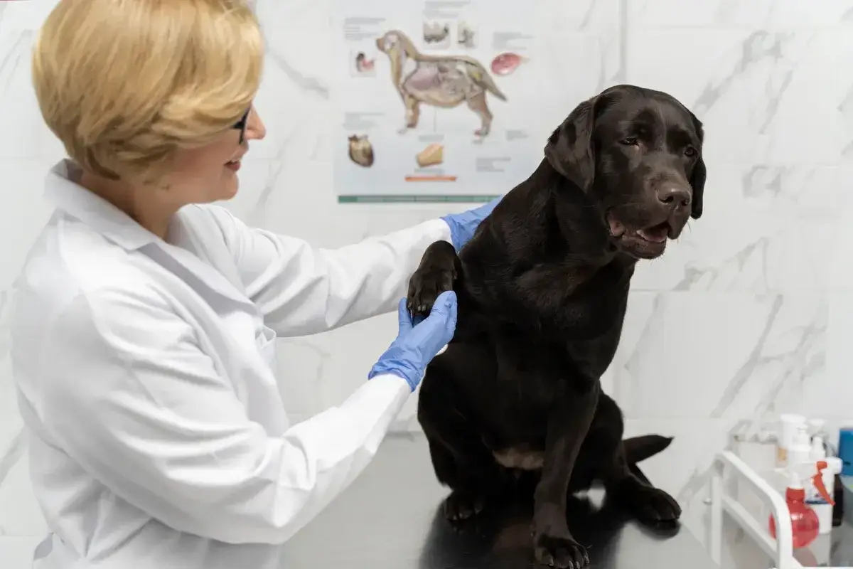 Weterynarz bada łapę czekoladowego labradora, zastanawiając się, czy psy mogą jeść słodycze.