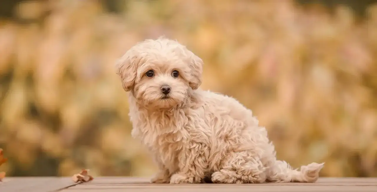 Uroczy szczeniak rasy maltipoo siedzi na drewnianej desce, otoczony jesiennymi barwami.