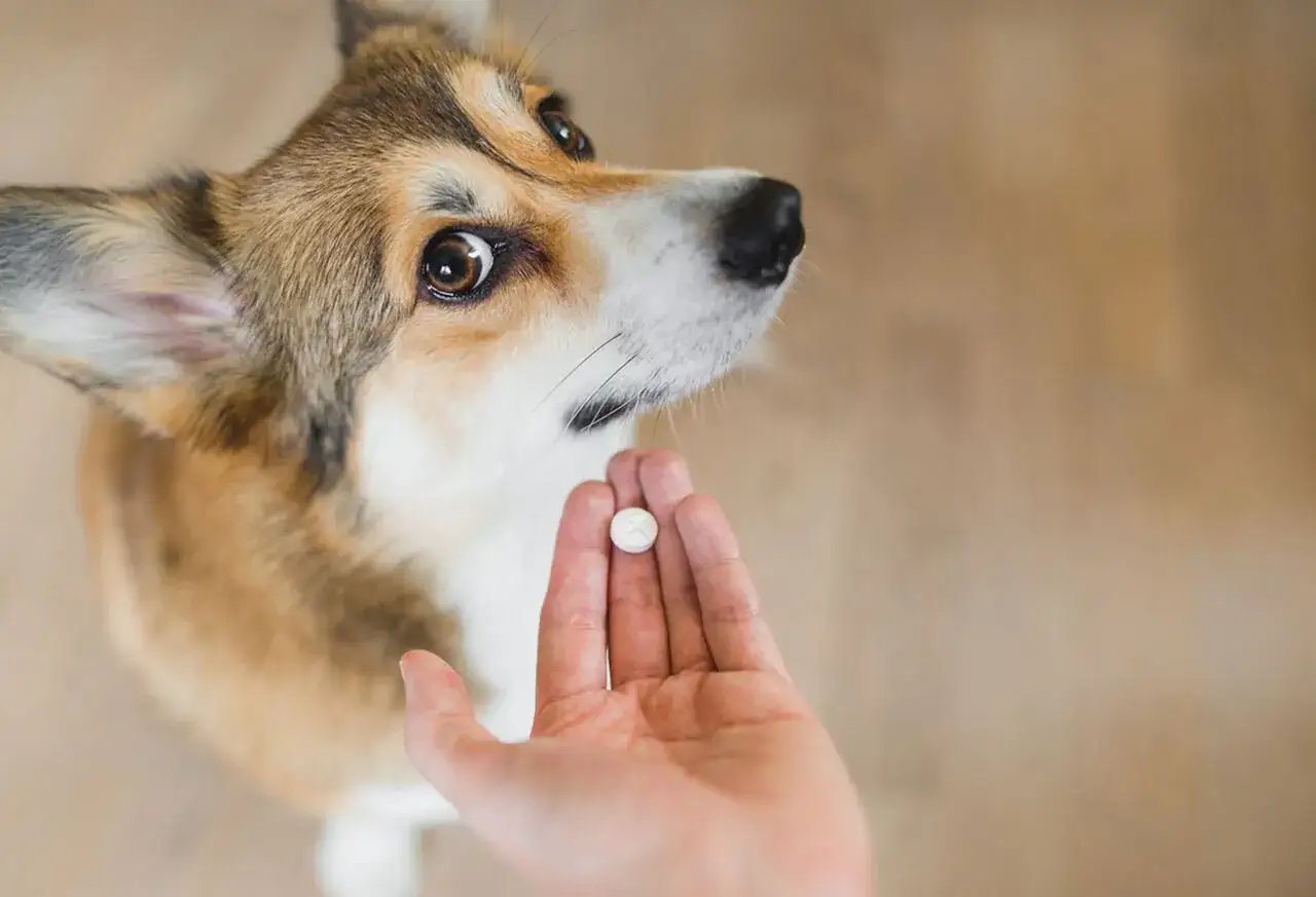 Czy pies po tabletkach na odrobaczenie może czuć się źle? Corgi patrzy z niepokojem na tabletkę w dłoni.