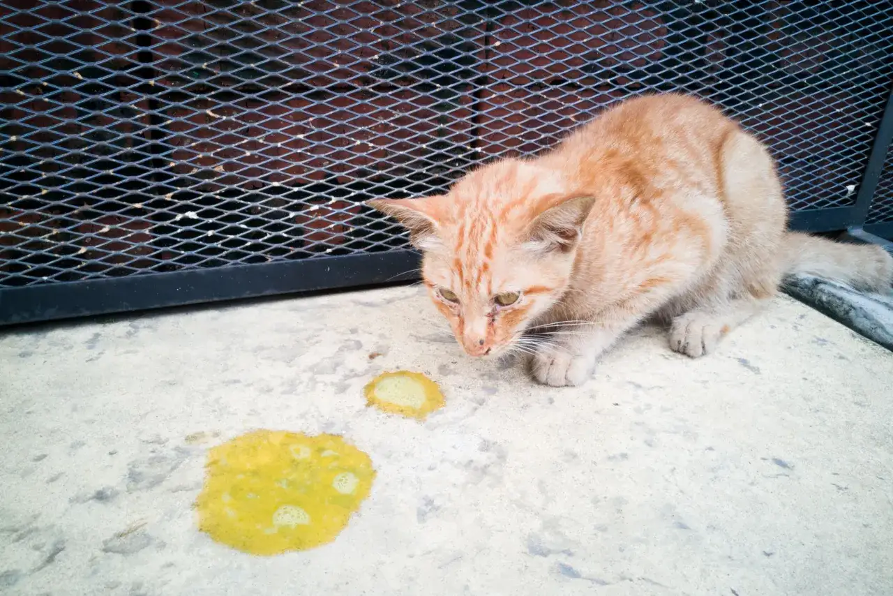 Pomarańczowy kotek pochyla się nad żółtą plamą na betonie. Czy kot może jeść cebulę? Nie, to dla niego szkodliwe.