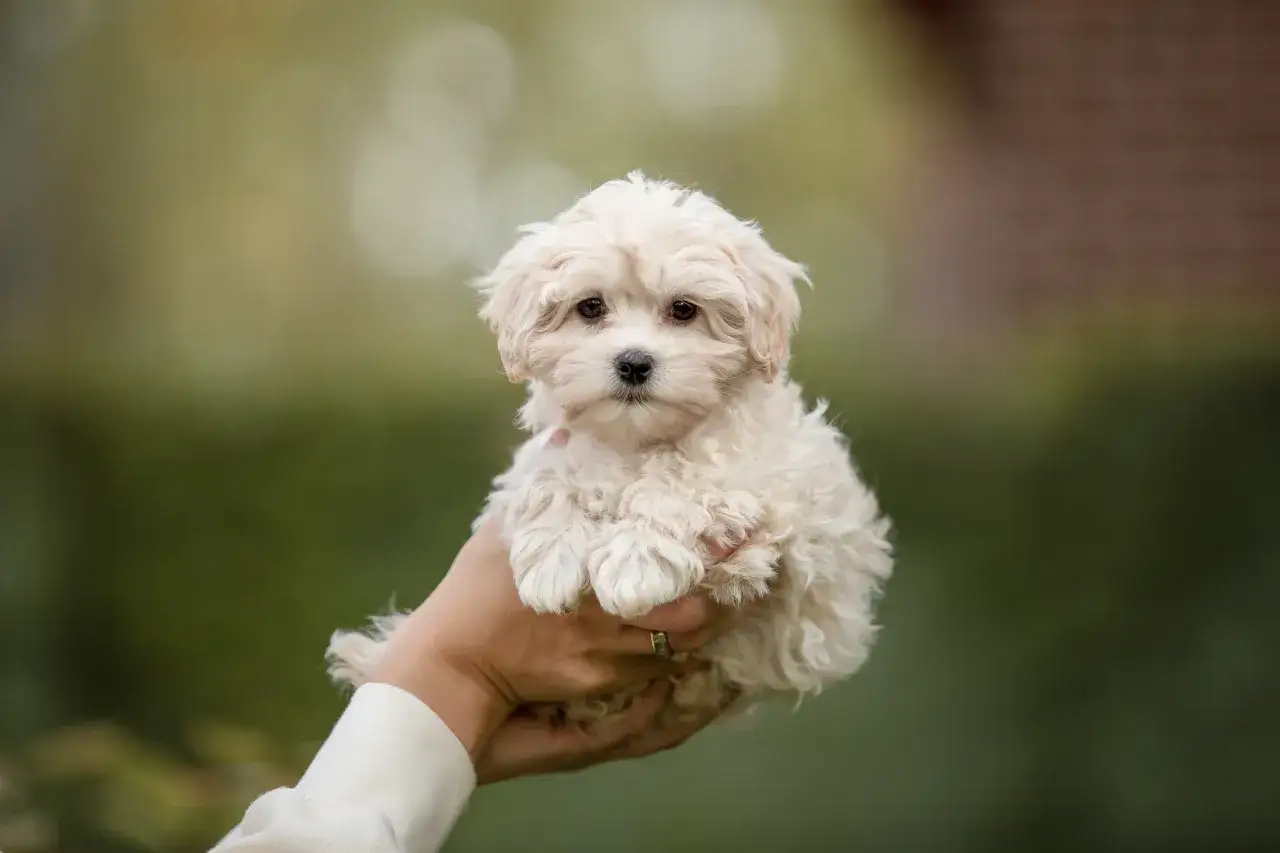 Uroczy szczeniak rasy maltipoo w kremowym kolorze, trzymany na dłoniach, z rozmazanym zielonym tłem.
