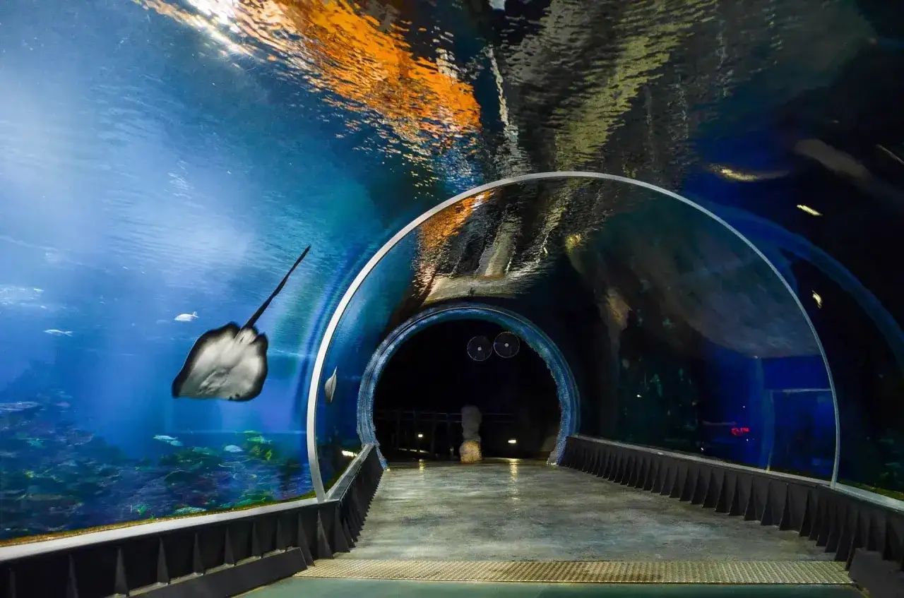 Podwodny tunel w największym oceanarium w Polsce. Płaszczka pływa obok, a nad głową widać odbicia światła.