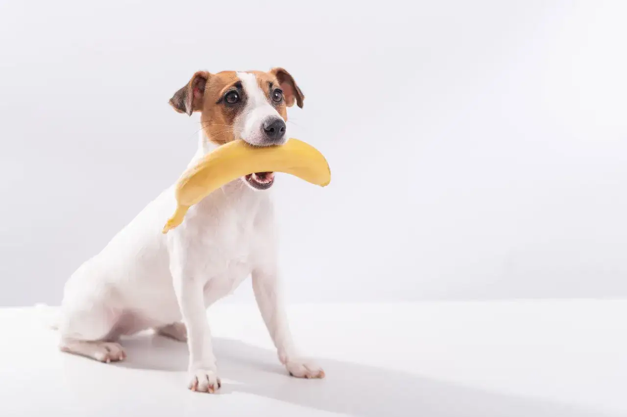 Jack Russell Terrier z bananem w pysku. Czy psy mogą jeść banany i jabłka? Ten piesek zdaje się wiedzieć!
