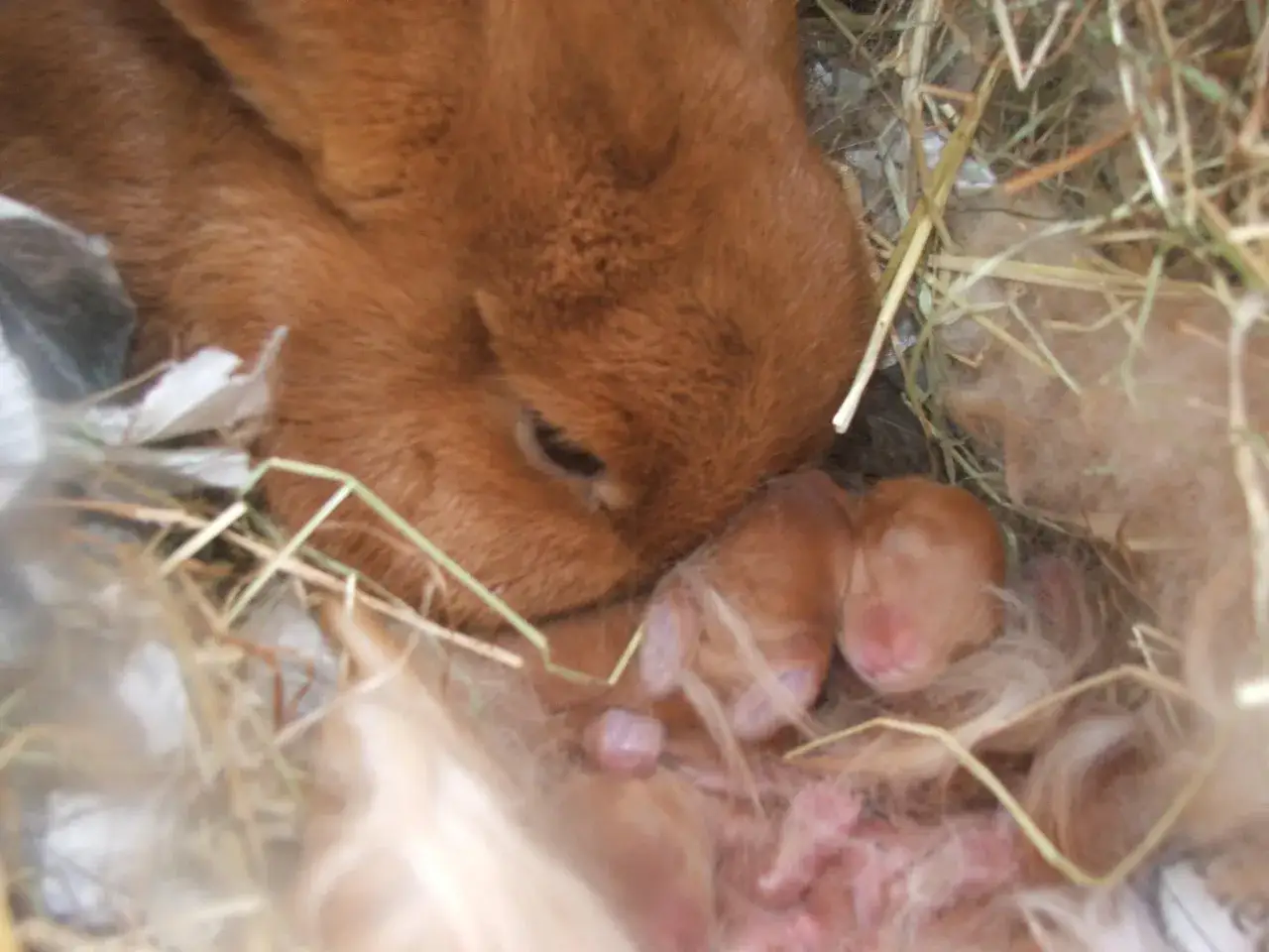 Matka barana francuskiego czuwa nad nowo narodzonymi króliczkami. Ciąża trwa ok. 31 dni.