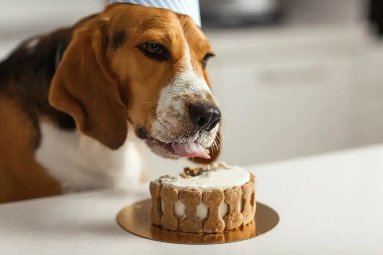 Beagle w czapce urodzinowej próbuje zlizywać krem z psiego ciasta. Czy pies może jeść ciasto? Ten słodziak na pewno by powiedział, że tak!