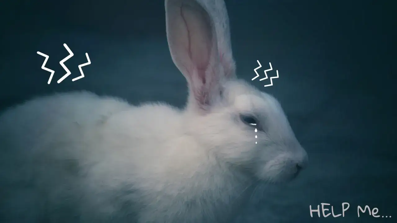 Biały królik płacze, symbolizując cierpienie. Czy królik może pić mleko? Pomóż mu!