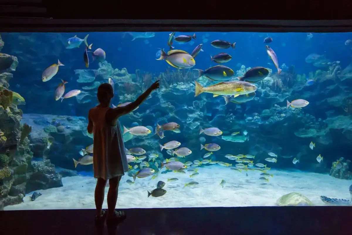 Zdjęcie Największe oceanarium nad morzem - odkryj fascynujący świat podwodny