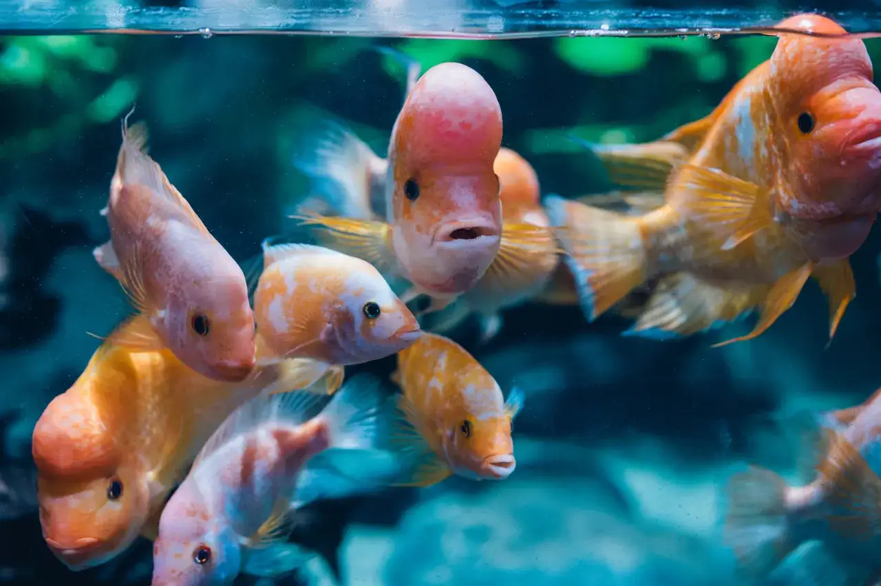 Zdjęcie Ceny biletów do oceanarium w Gdyni – poznaj dostępne opcje i zniżki