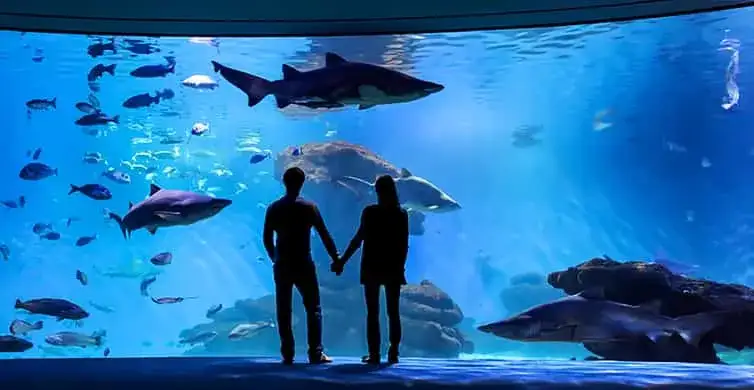 Zdjęcie Oceanarium Majorka - fascynujące morski świat i atrakcje w Palma