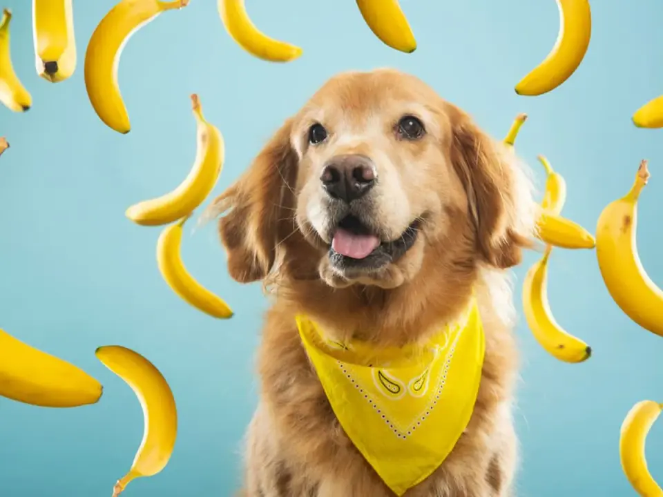 Czy Maltipoo może jeść banana? Bezpieczne porady dla Twojego psa