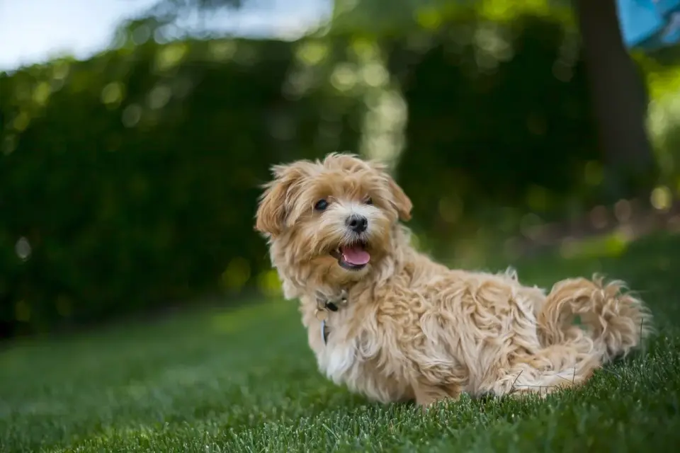 Dorosły Maltipoo: Wygląd, charakter, pielęgnacja i zdrowie